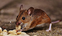Find Exterminators in Porter County